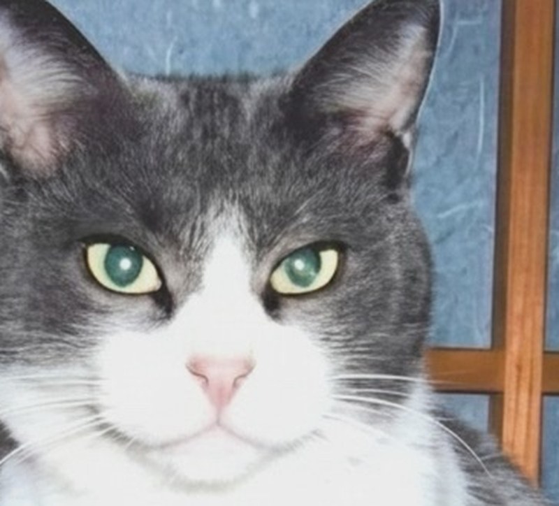 AI補正後：同じ猫の顔。毛並みとひげがくっきりし、ざらつきが消えている