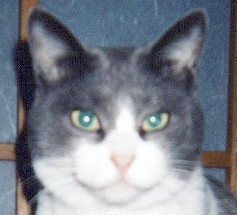 AI補正前：2000年撮影のフィルム写真をスキャンした猫の顔。ざらつきとぼやけがある