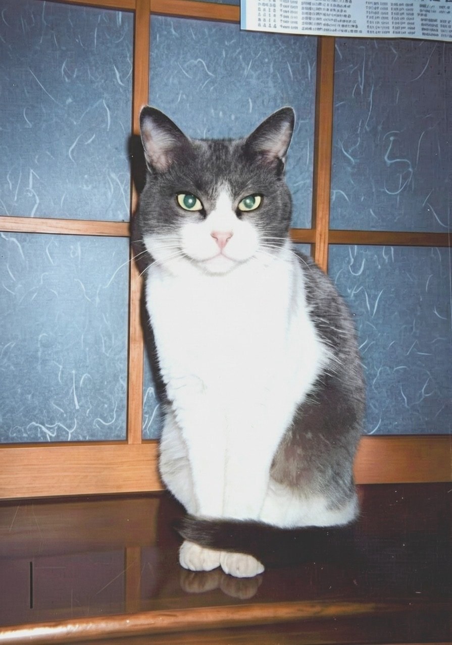 AI補正後の写真全体
