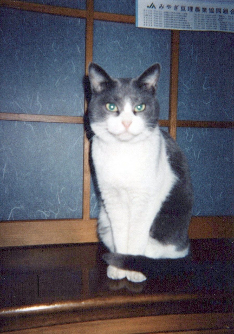 AI補正前の写真全体