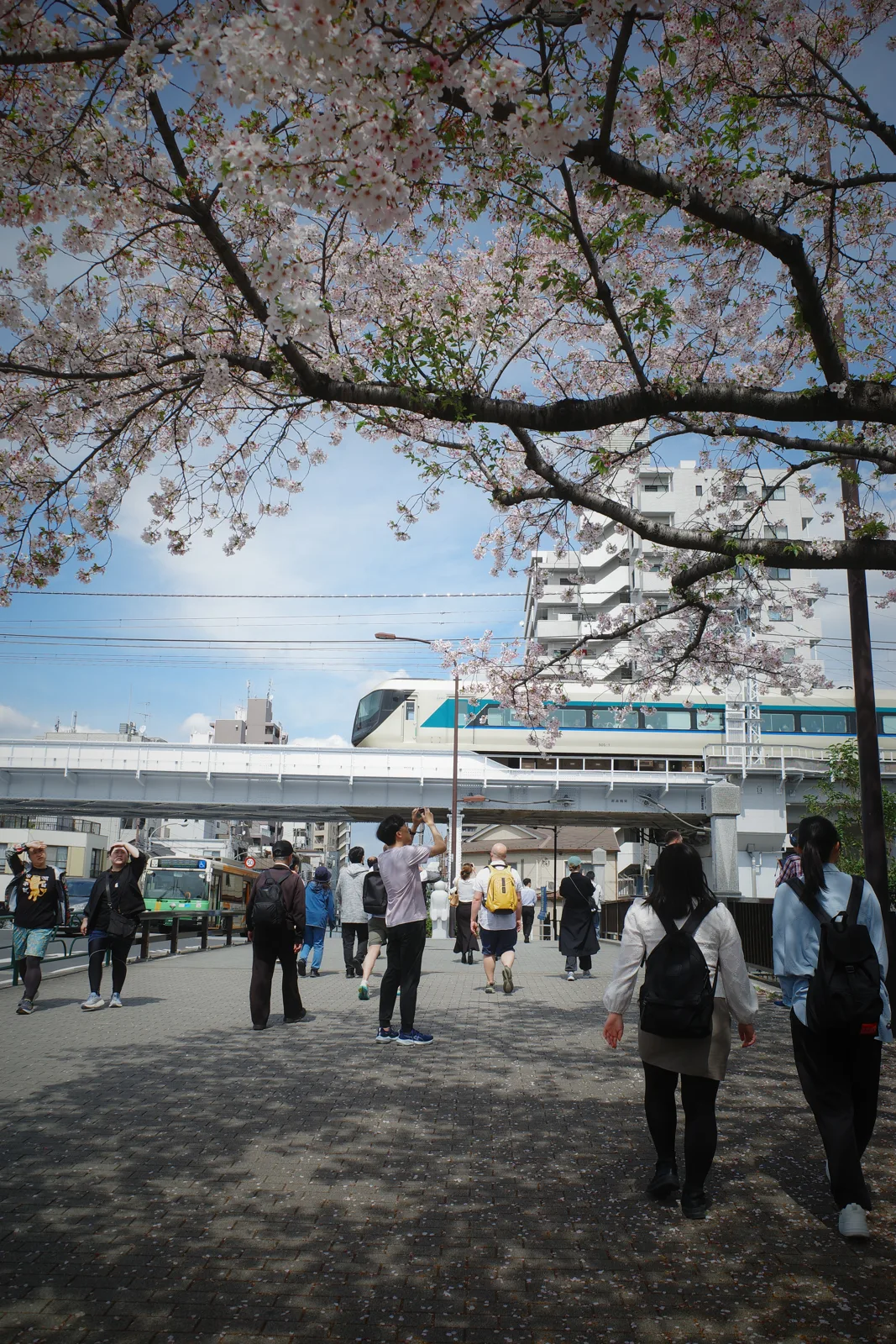 桜の下を歩く人々